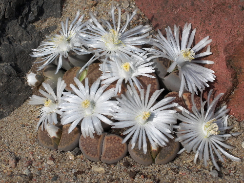 lithops hallii